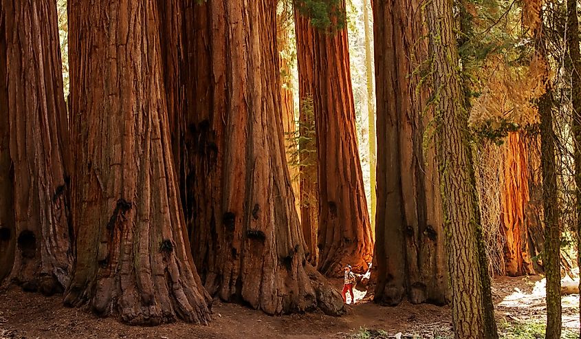Hiker in Sequoia National Park in California, USA. Giant tree forest