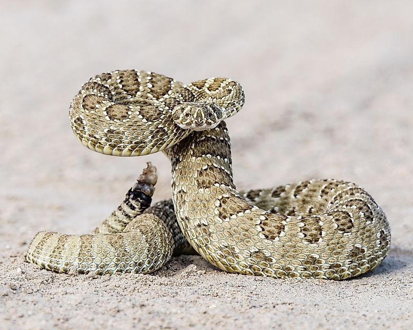 Prairie Rattlesnake.