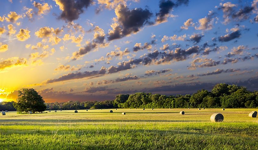 Tranquil Texas meadow at sunrise with hay bales strewn across the landscape