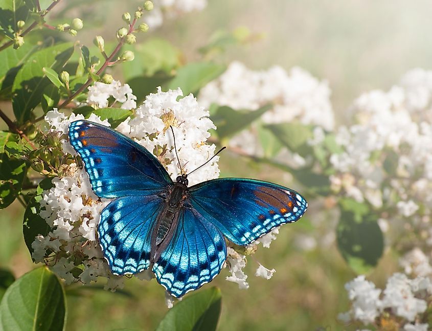 Red Spotted Purple Admiral butterfly feeding on white Crape myrtle flower cluster.