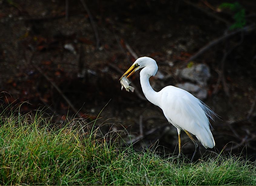 A white crane bird eating a fish in lake.