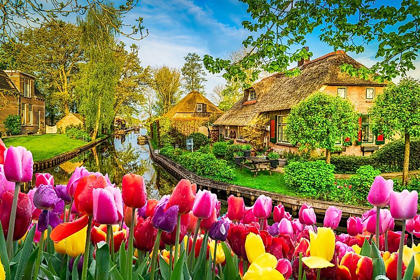 Tulips in bloom in Giethoorn, The Netherlands.