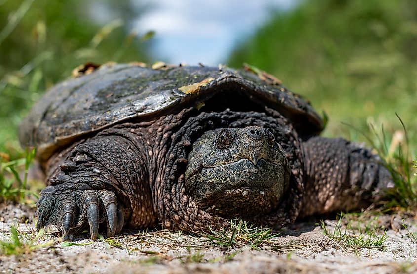 Large common snapping turtle.
