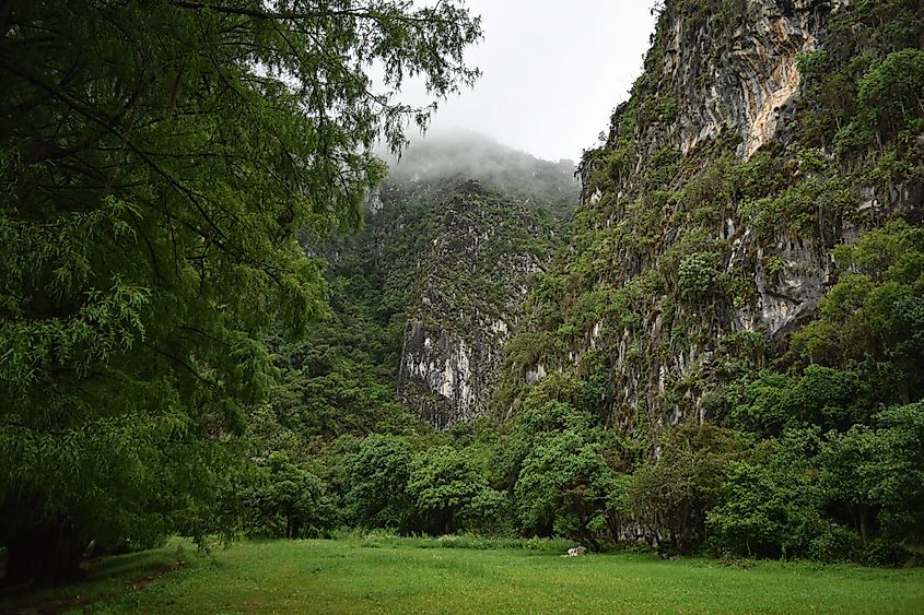 A cloud forest in Mexico.