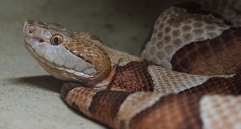 A copperhead snake.