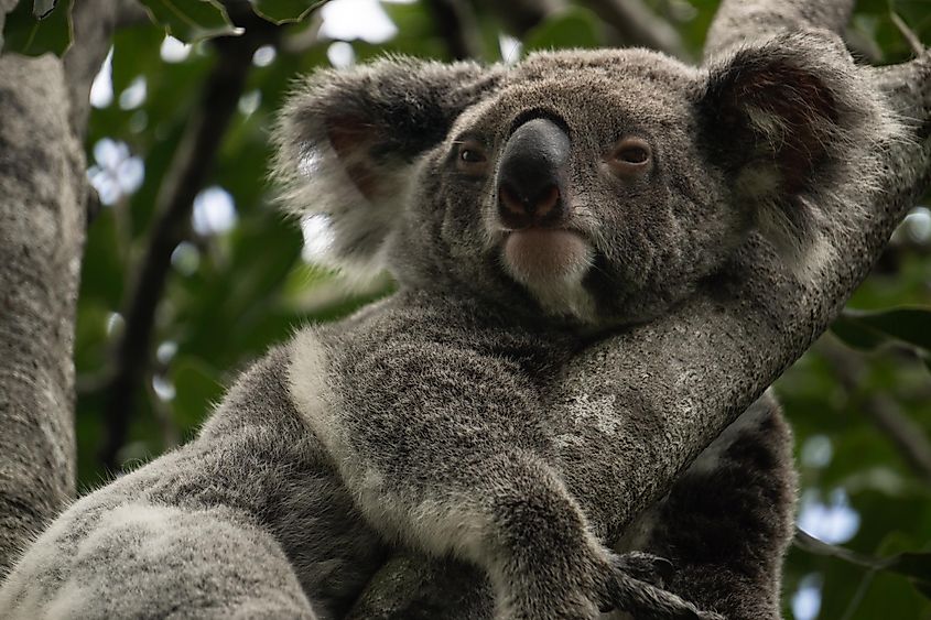 A koala hanging out in the trees