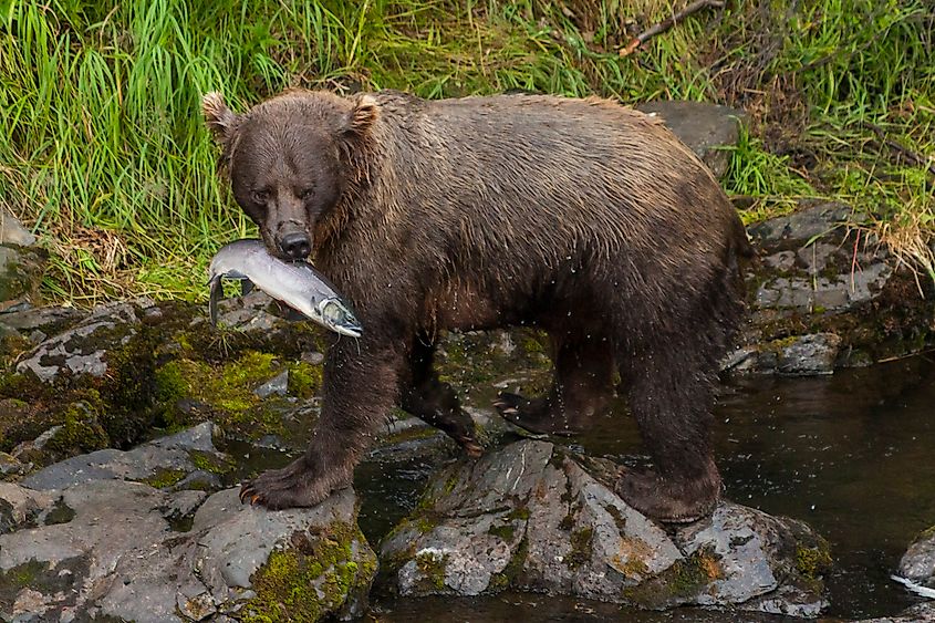 Grizzly sow luring her cubs away from the river with salmon, Russian River, Alaska.
