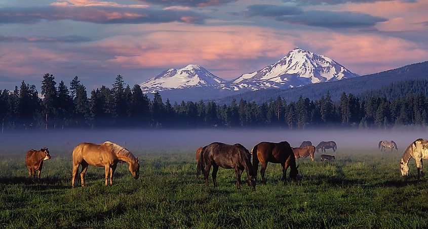 Black Butte Ranch meadow with the Three Sisters mountain range in the background near Sisters, Oregon.