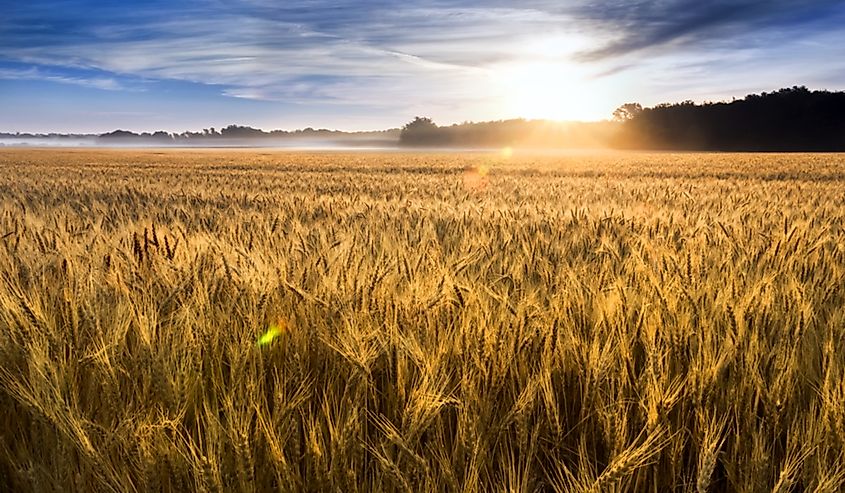 A wheat field in central Kansas.