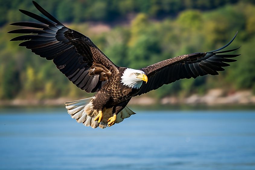 Selective focus shot of a bald eagle flying above the susquehanna river in maryland