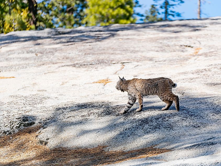 Sunny view of a mountain lion at Yosemite National Park, California