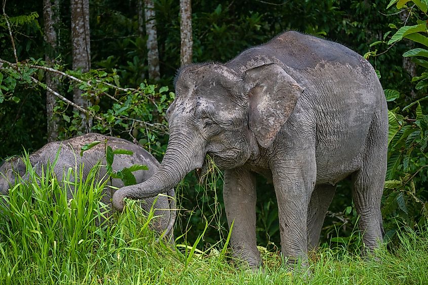 The Borneo elephant, also called the Bornean elephant or the Borneo pygmy elephant, is often treated as subspecies of Asian elephant