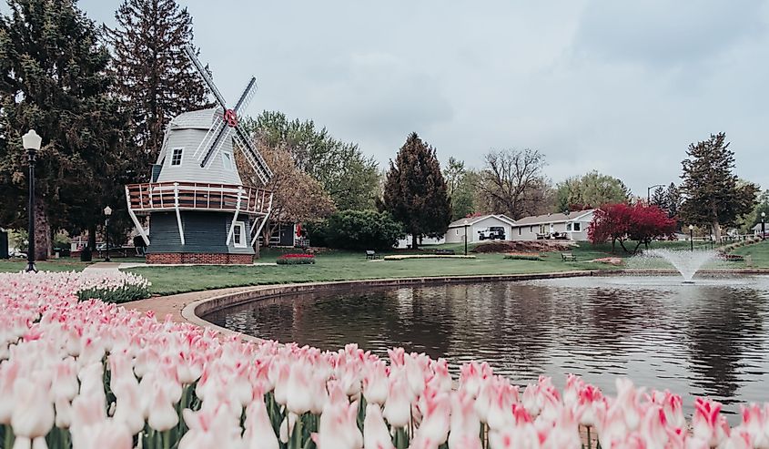 Pink tulips around a pond with a Dutch windmill and other beds of tulips and spring trees in the Sunken Gardens Park in Pella, Iowa