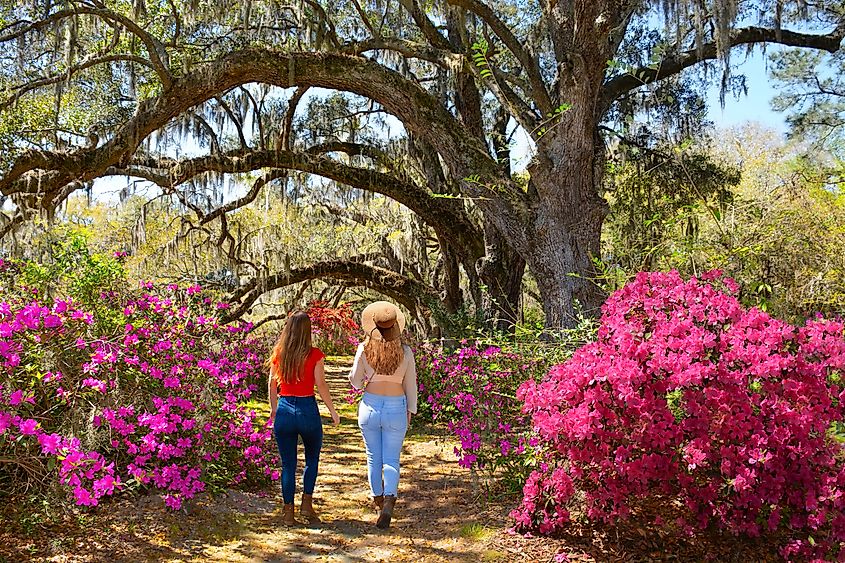 Magnolia Plantation and Gardens, Charleston, South Carolina