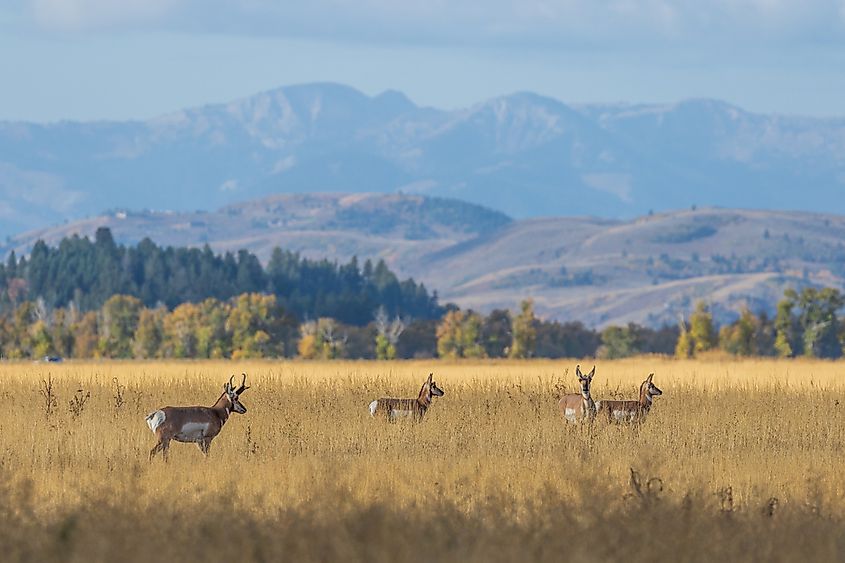 Pronghorn grazing on open sagebrush grassland in western Wyoming.