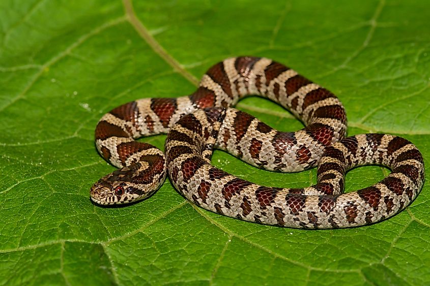 Eastern Milk Snake