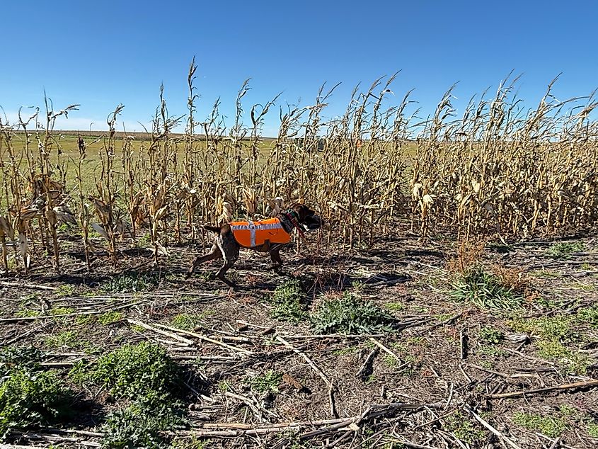 A hunting dog wearing an orange vest running along the edge of a cornfield with a pheasant in its mouth. Via Shutterstock / Happy Angel 888