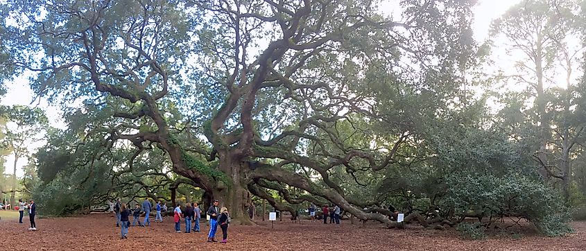 The Angel Oak on John's Island, SC