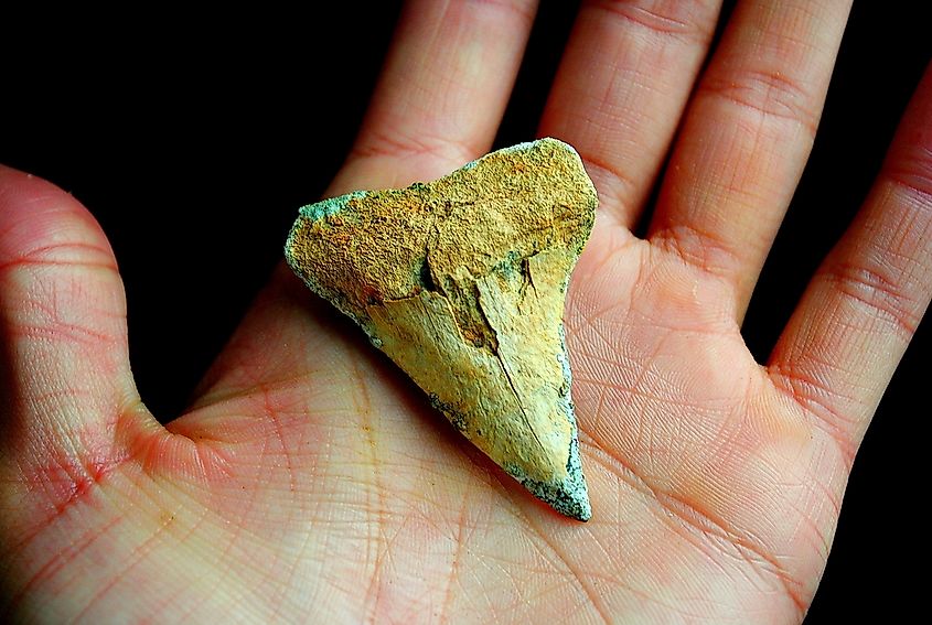 A fossilized shark tooth.