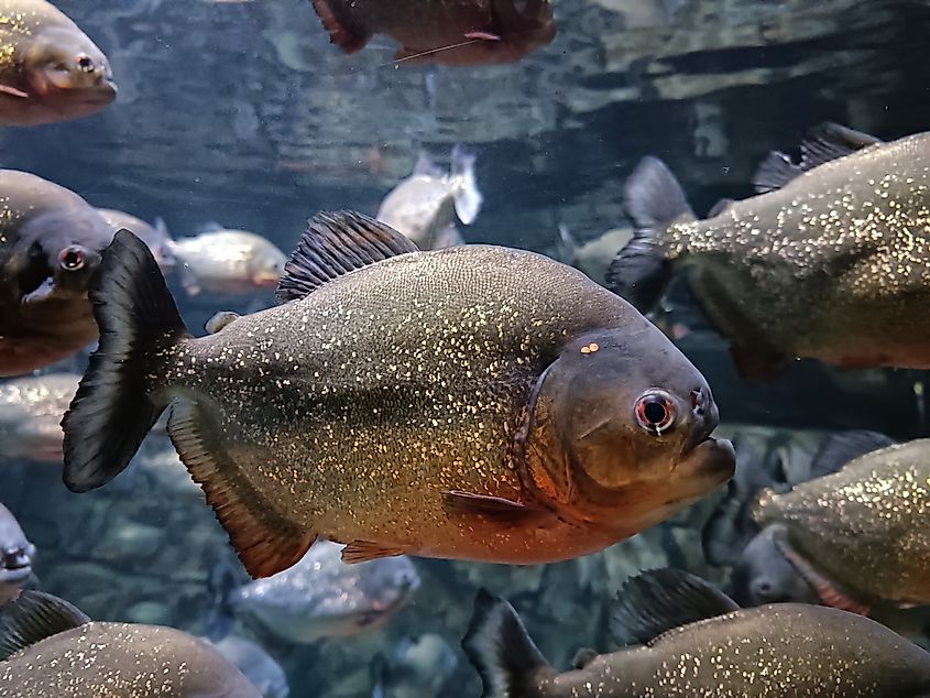 Red-bellied piranha fish.