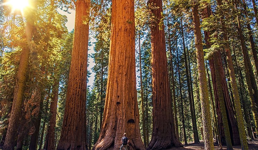 Sequoia National Park