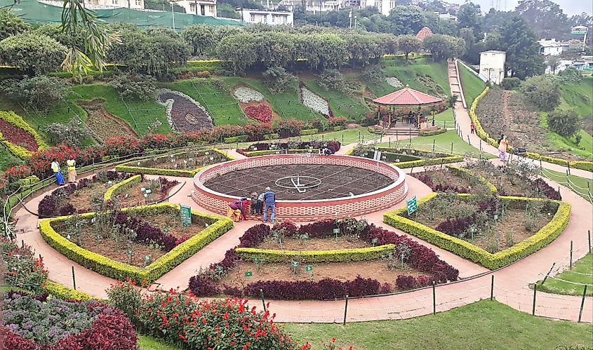 A beautiful rose garden in Ooty, Tamil Nadu, India