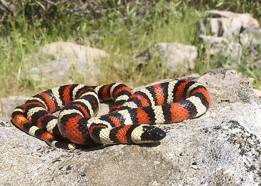 California Mountain Kingsnake, Lampropeltis zonata