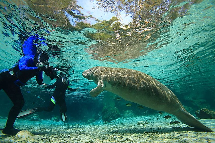 Manatees, Crystal River, Florida