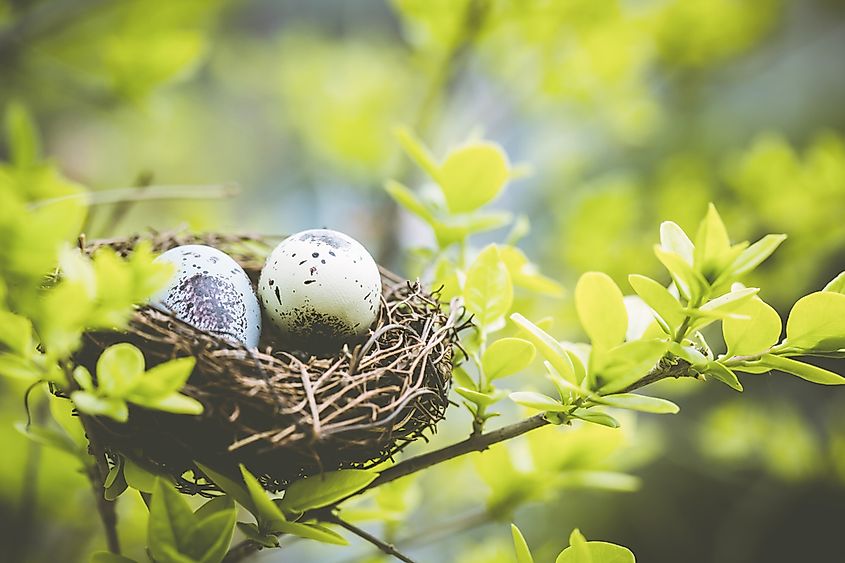 Birds and bees are also participating in the killing activities of the (potential) offspring.