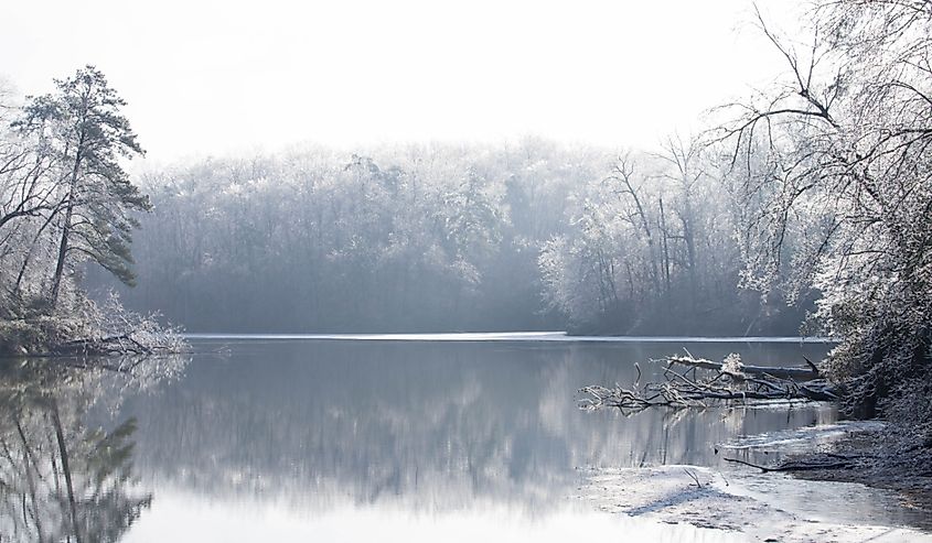 Frozen trees on lake in Williamsburg, Virginia.