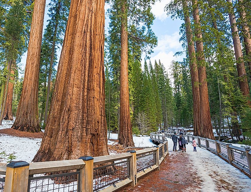  Mariposa Grove