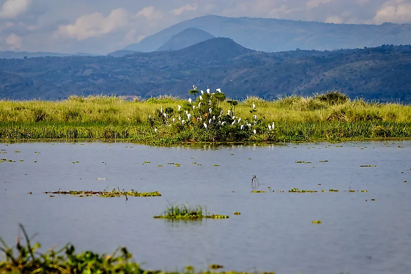 Lake Albert