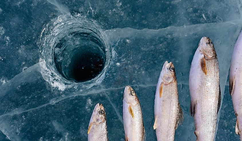 Winter fishing on Lake Baikal. Catching perch and grayling in the clean and beautiful water. The deepest freshwater lake on the planet.