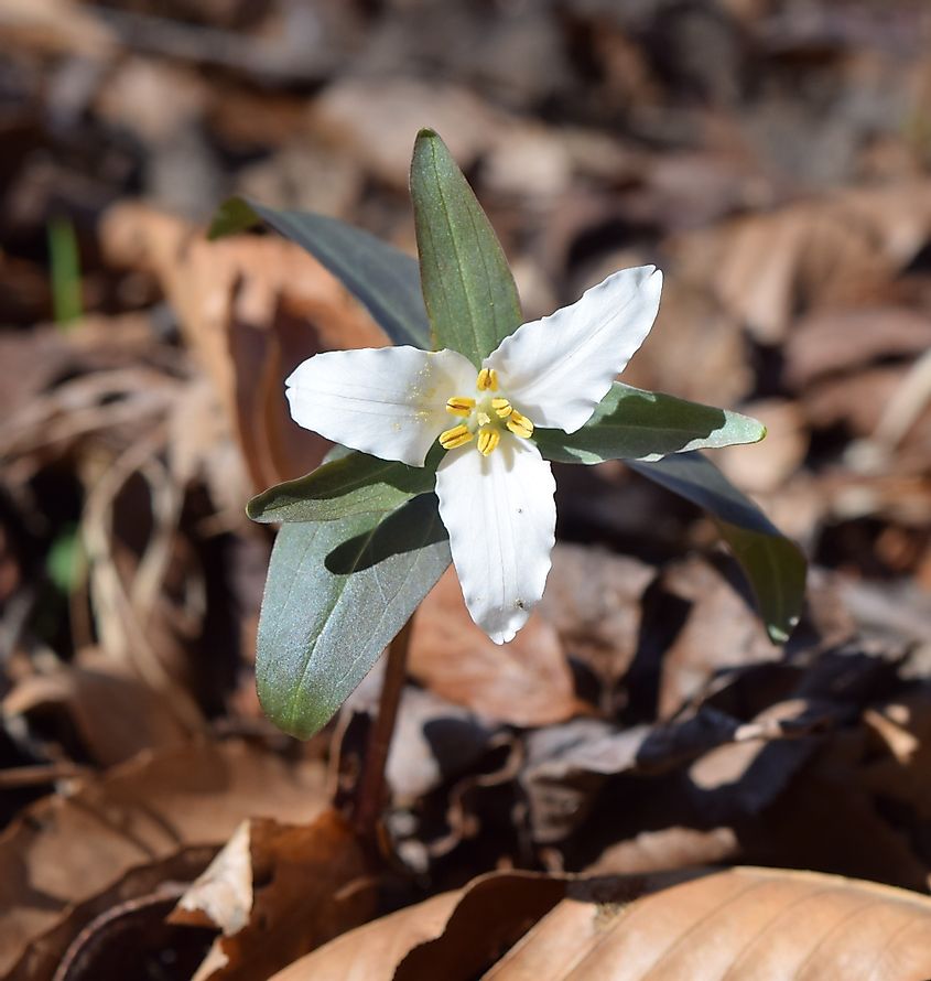 Flower of Ouachita National Forest