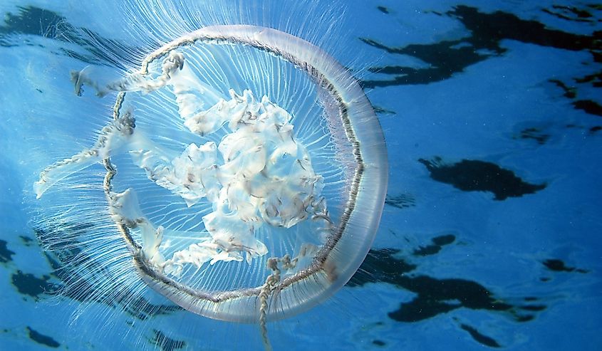 Looking up through the water at a Moon Jellyfish-Aurelia aurita