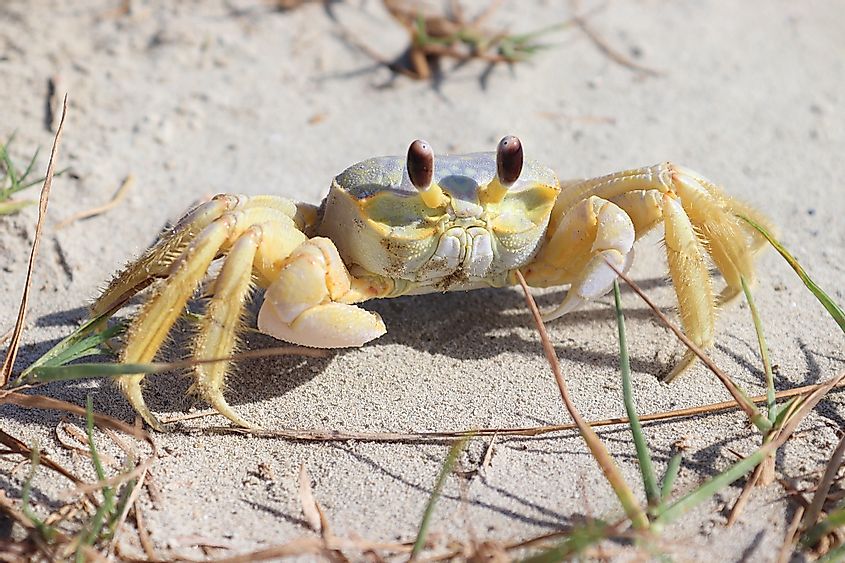 Atlantic ghost crab in Galveston Island