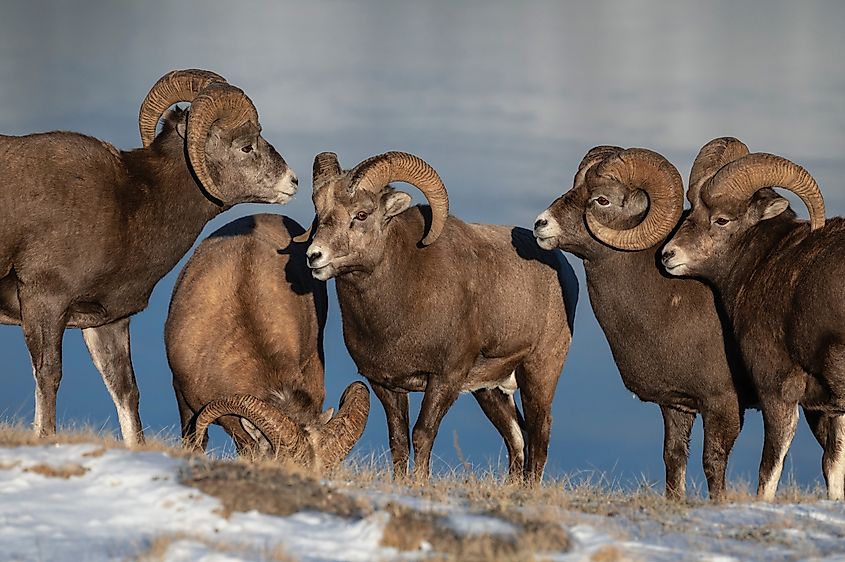 Rocky mountain bighorn rams (ovis canadensis)