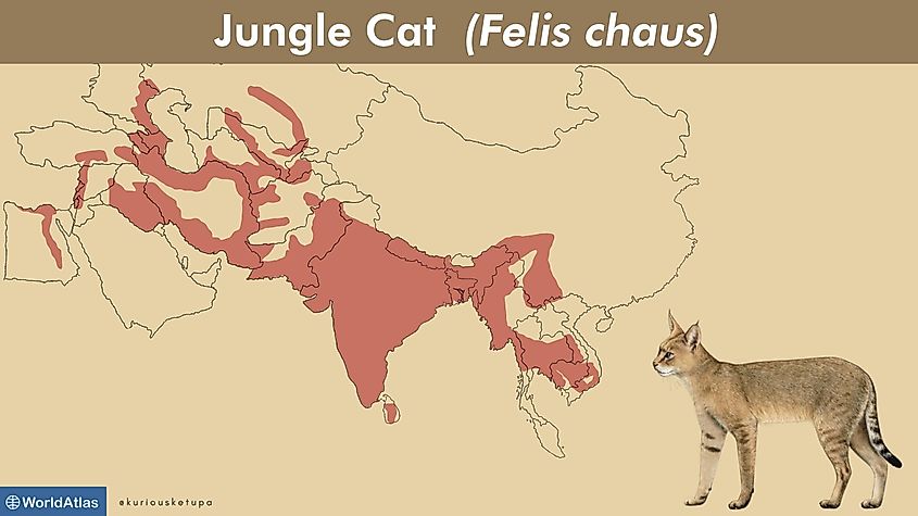Jungle cat range map