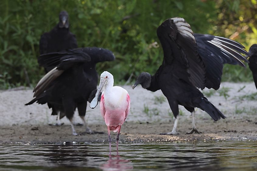 The Myakka River State Park is a great birdwatching destination in Florida.