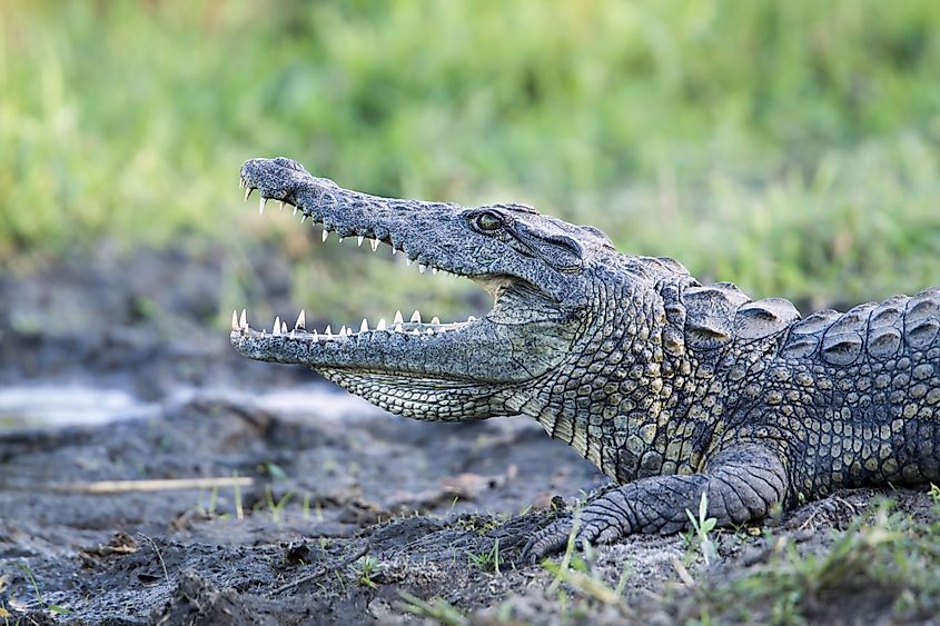 Kruger National Park