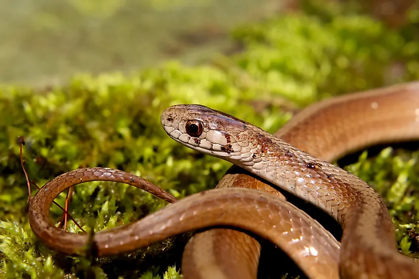Northern brown snake (storeria dekayi dekayi).