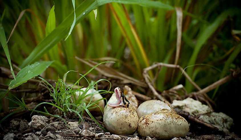 Pythons Hatching in Florida Everglades with close up of green blades of grass