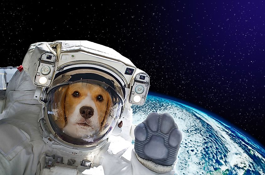 The First Animals in Space - WorldAtlas The First Animals in Space - WorldAtlas