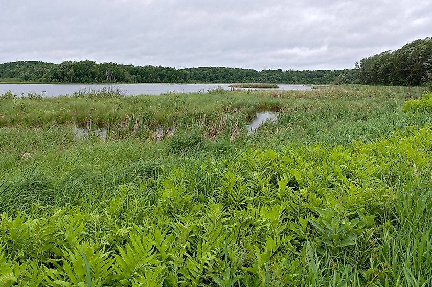 Marshes and forests surrounding Rice Lake in wildlife management area of Breezy Point, Minnesota.