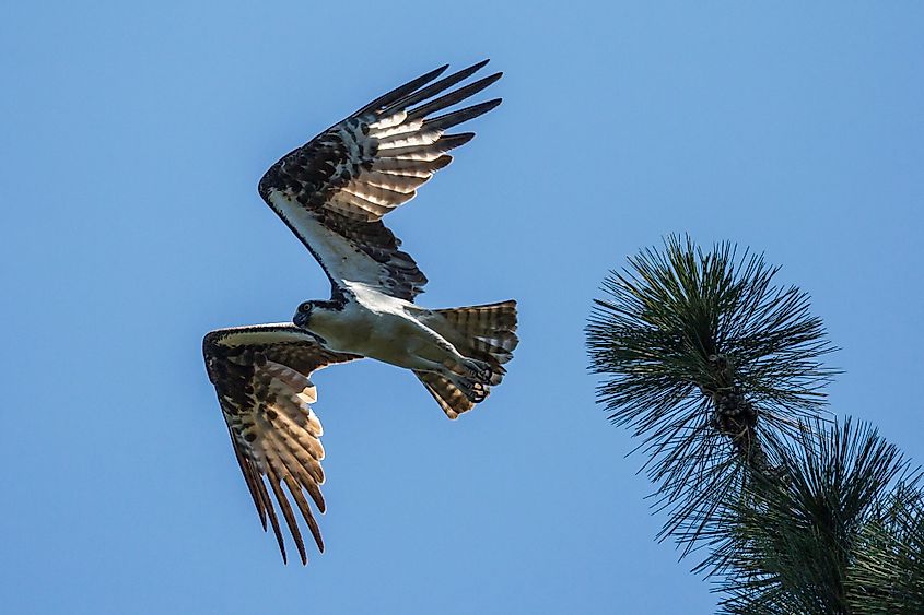 A wild osprey searching for fish at Manzanita Lake in Lassen Volcanic National Park