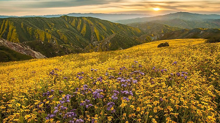 Superbloom in Carrizo Plain National Monument, California