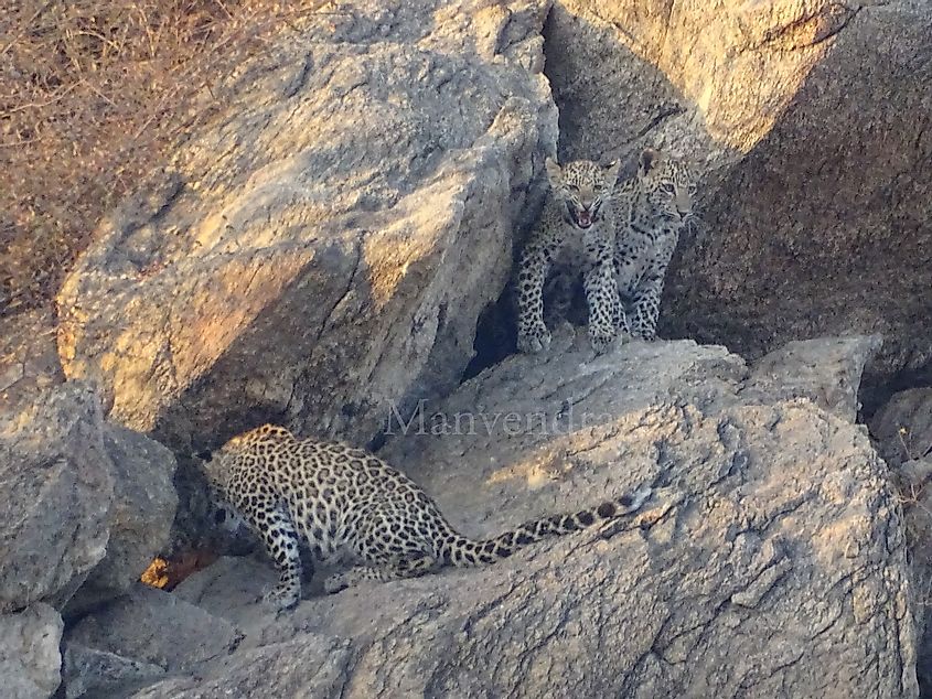 leopards of Narlai