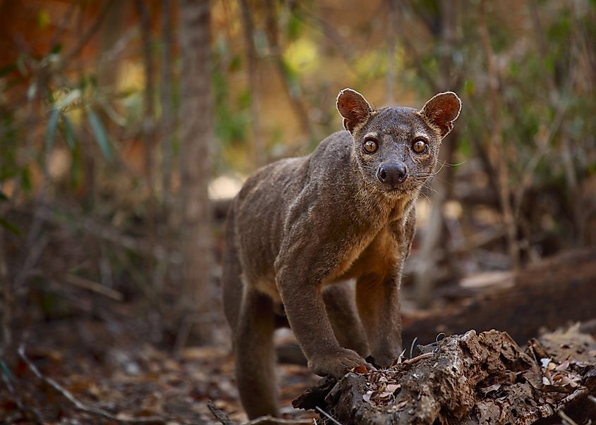 Animals That Live in Madagascar - WorldAtlas Animals That Live in Madagascar - WorldAtlas