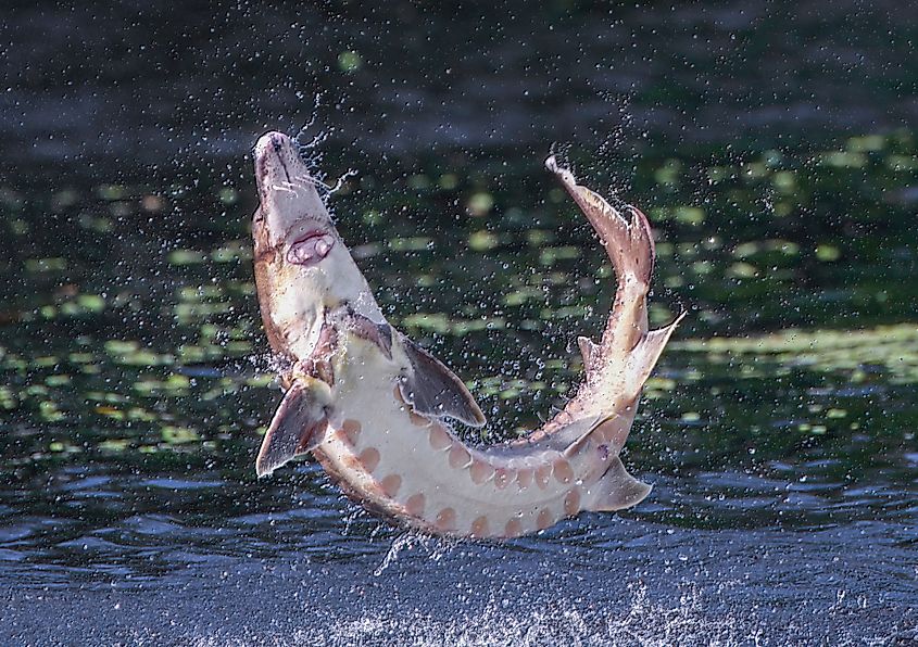 Gulf Sturgeon in Suwannee River