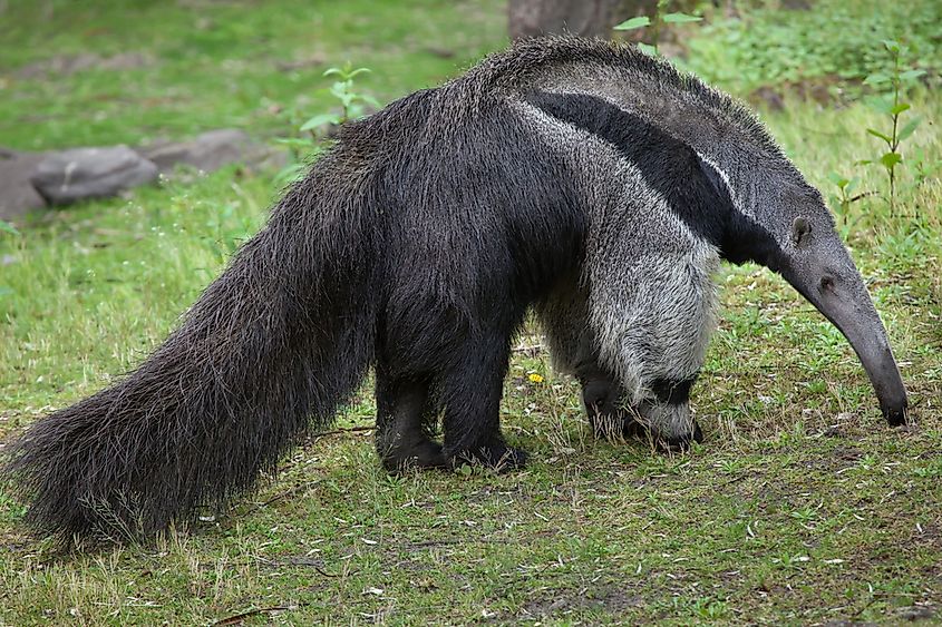 What Animals Live In The Amazon Rainforest Worldatlas